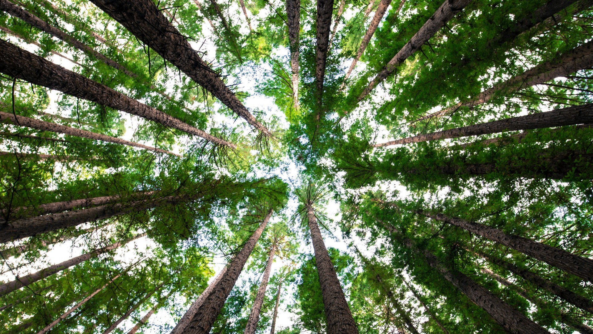 Trees_Sky_Header_Compressed